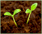 seedlings sprouting in soil